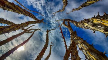 Ocotillo Cactus
