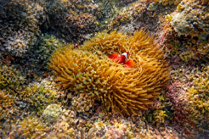 Clownfish