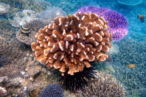 Coral 2