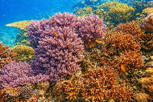 Coral 3