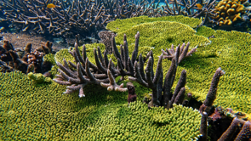 Coral 6 Green Table Coral