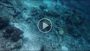 Bigeye Trevally