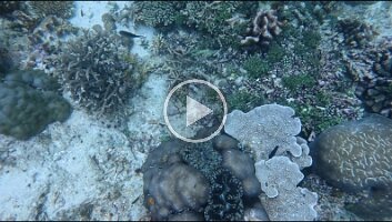 Blue Giant Clam