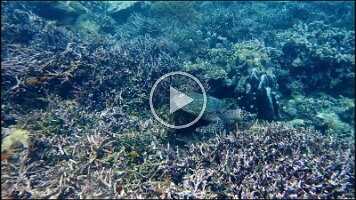 Hawksbill - critically endangered