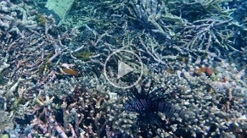 Lion Fish