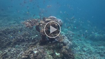 Sergeant Major - Parrot - Tilefish