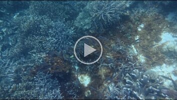 Two-spot Banded Snappers