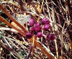 Munds Wagon Cow Pies and Hangover (27)