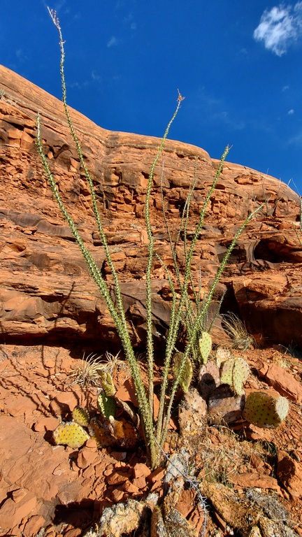 Ocotillo (not a cactus) & Prickly Pear Cactus on Cathedral Loop Trail.