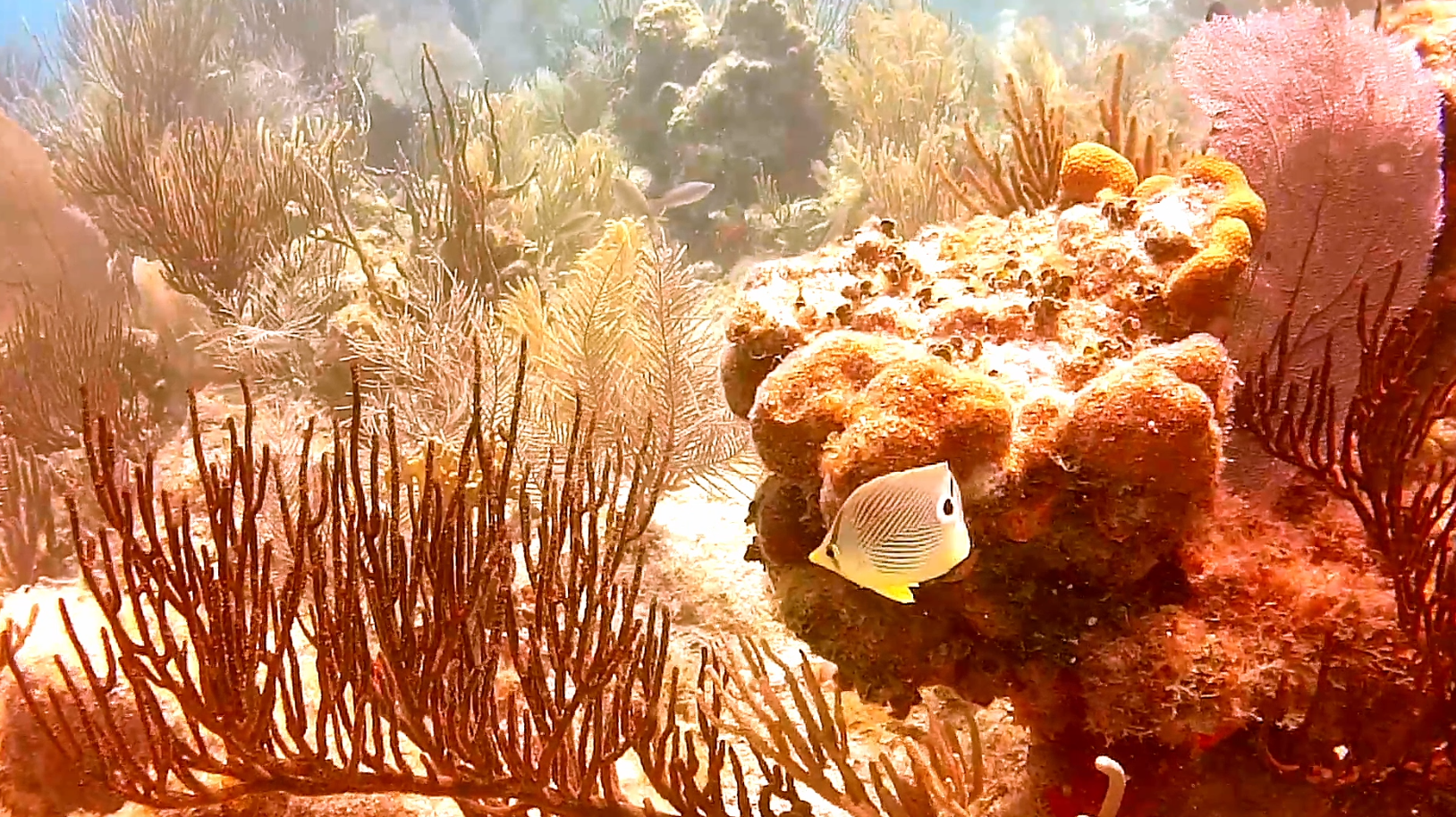 Coral in Haulover Bay
