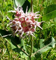 John Day Flower 2 2020