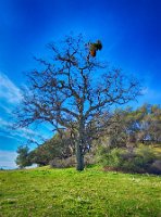 Oak Tree