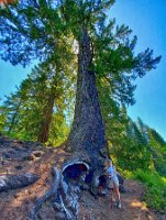 14 - 400 years old - the tree