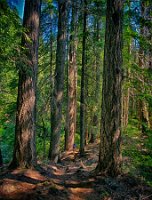 Amongst the tall trees